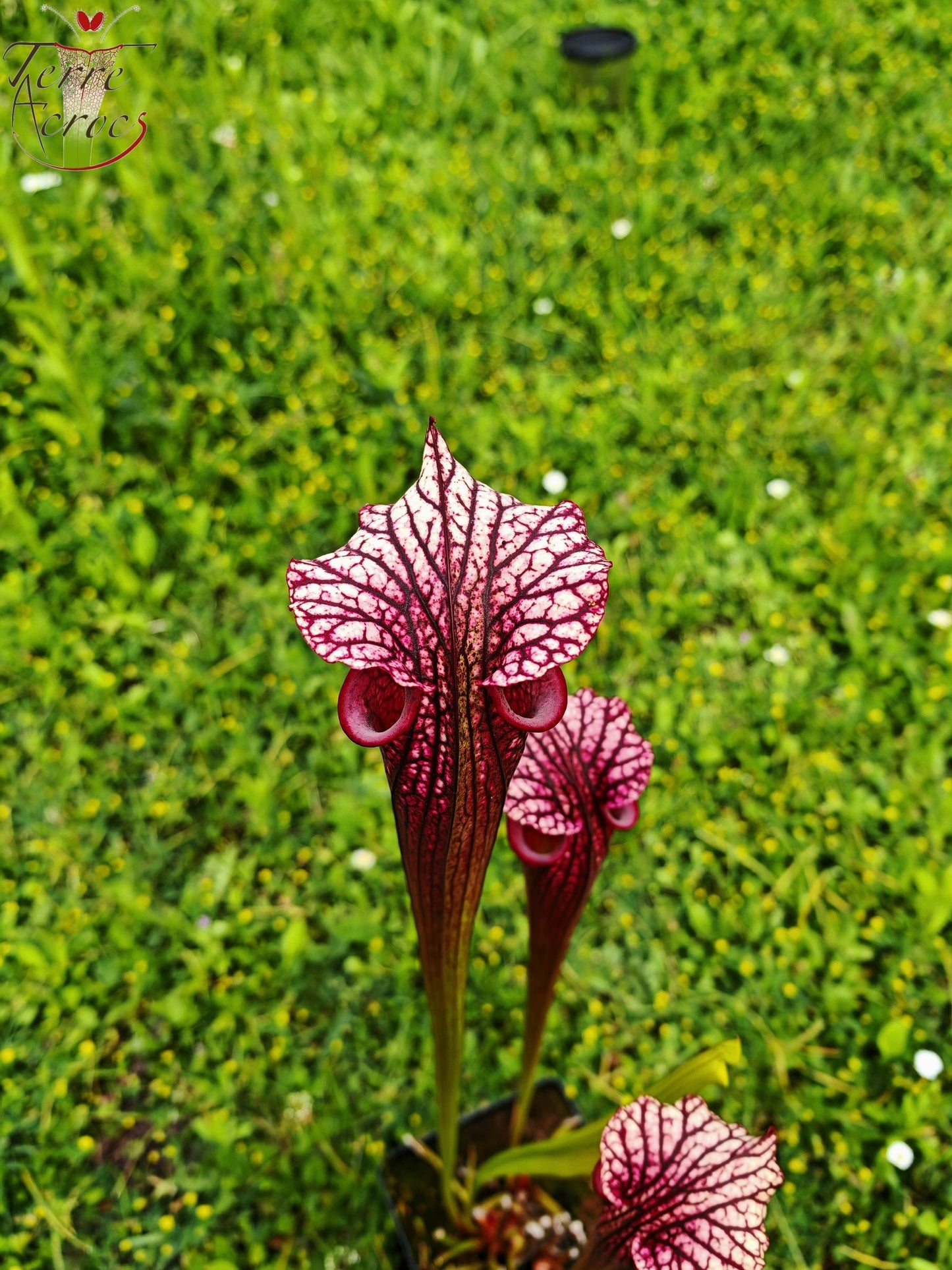 SXM17 Sarracenia x moorei – (S. flava var. rubricorpora (F149, MK) x S. leucophylla – (L18, MK))