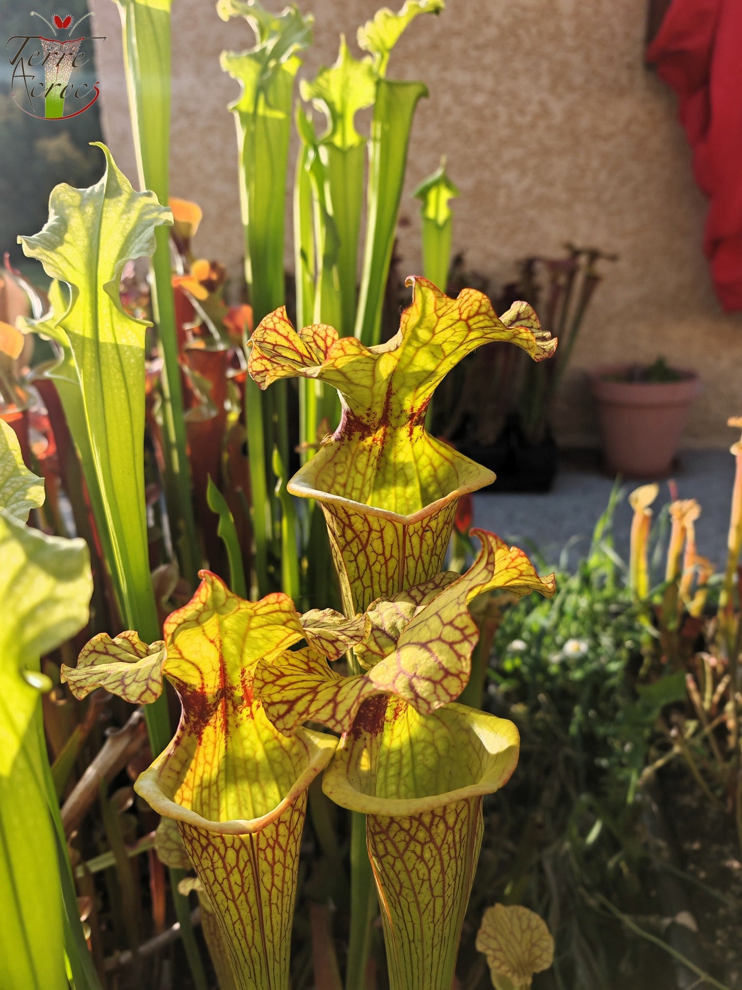 SXM18 Sarracenia x moorei – (1, Sunbelle exotics usa x „Wilkerson's White Knight“)