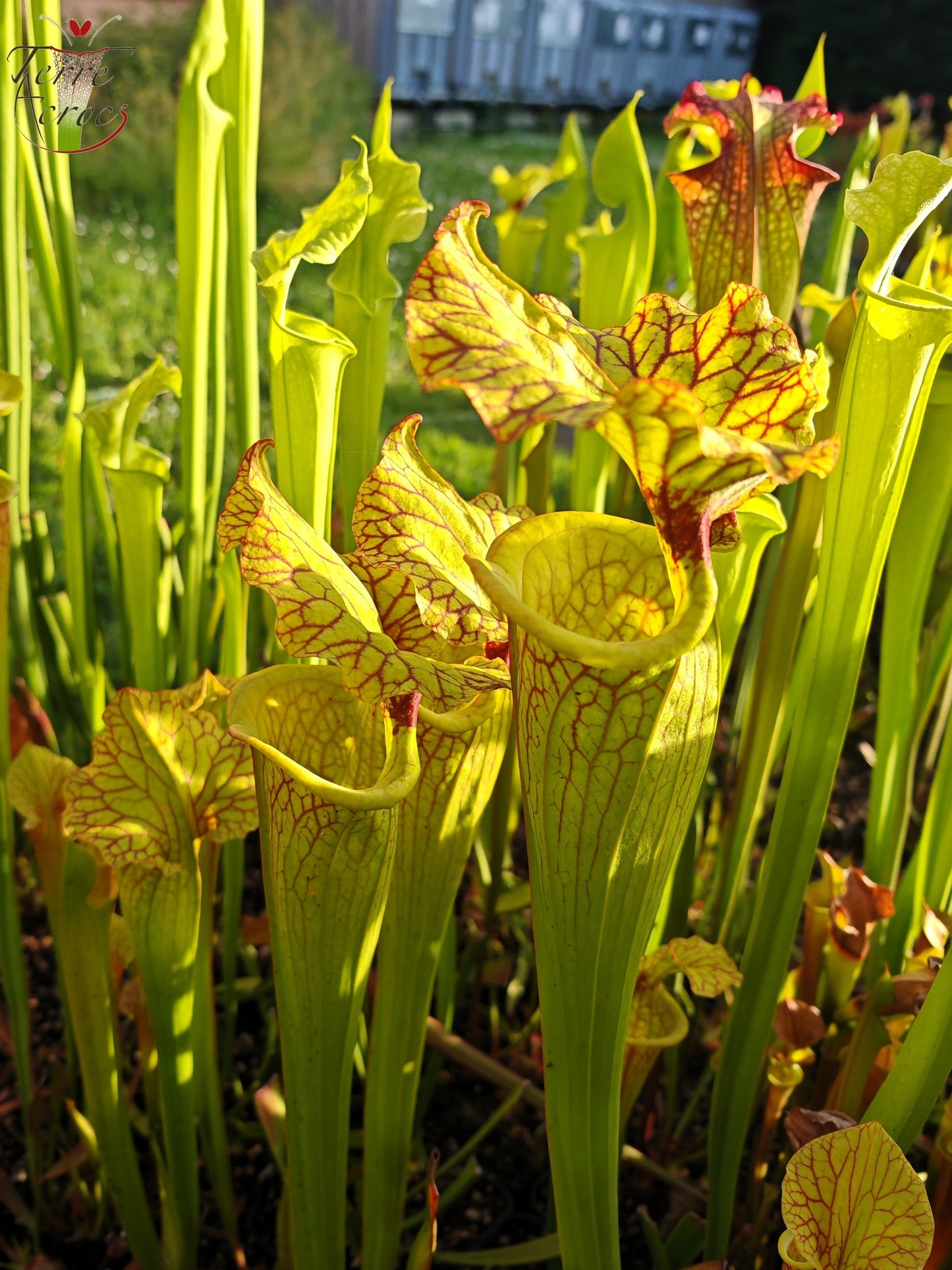 SXM18 Sarracenia x moorei – (1, Sunbelle exotics usa x „Wilkerson's White Knight“)