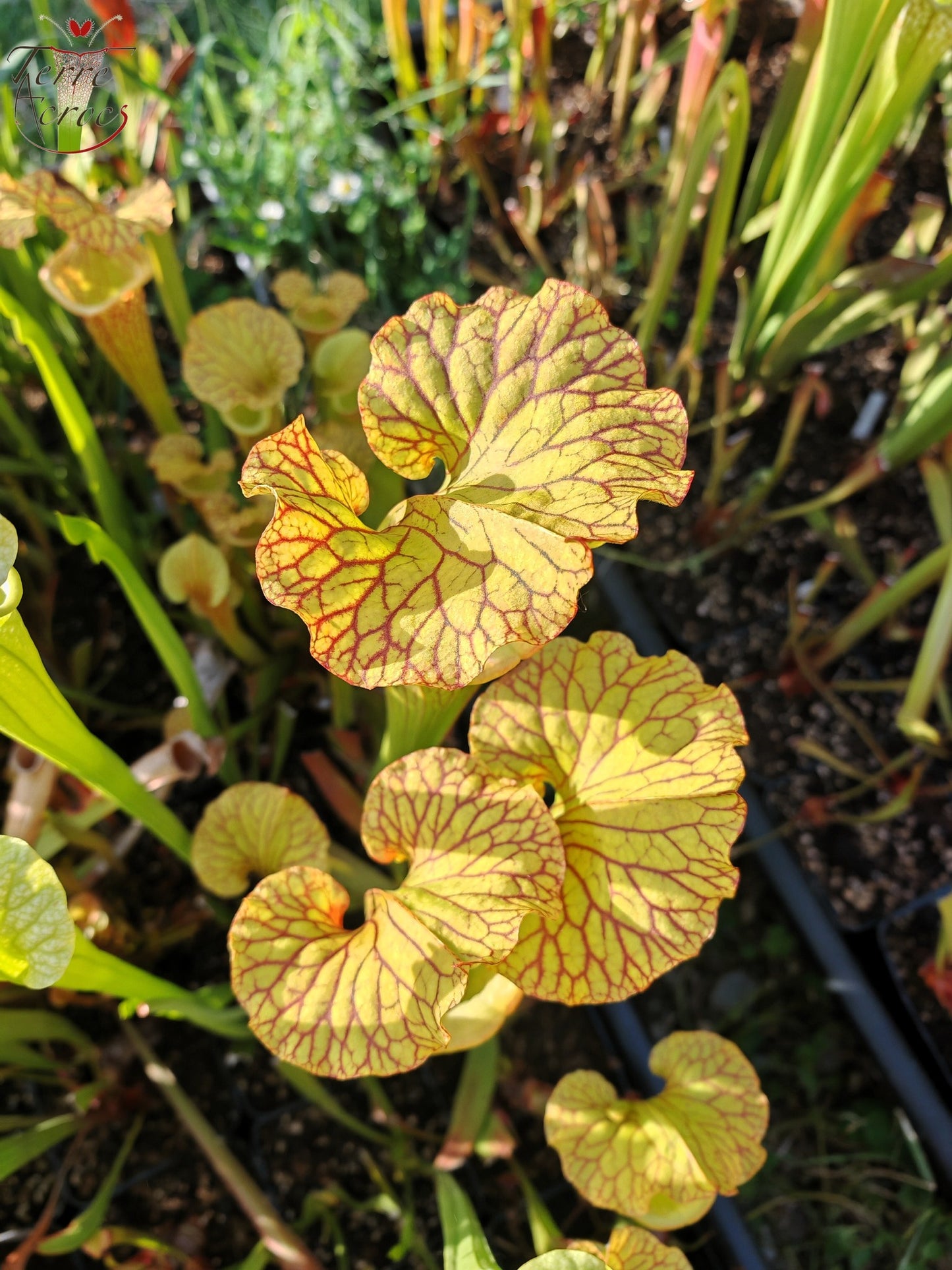 SXM18 Sarracenia x moorei – (1, Sunbelle exotics usa x „Wilkerson's White Knight“)