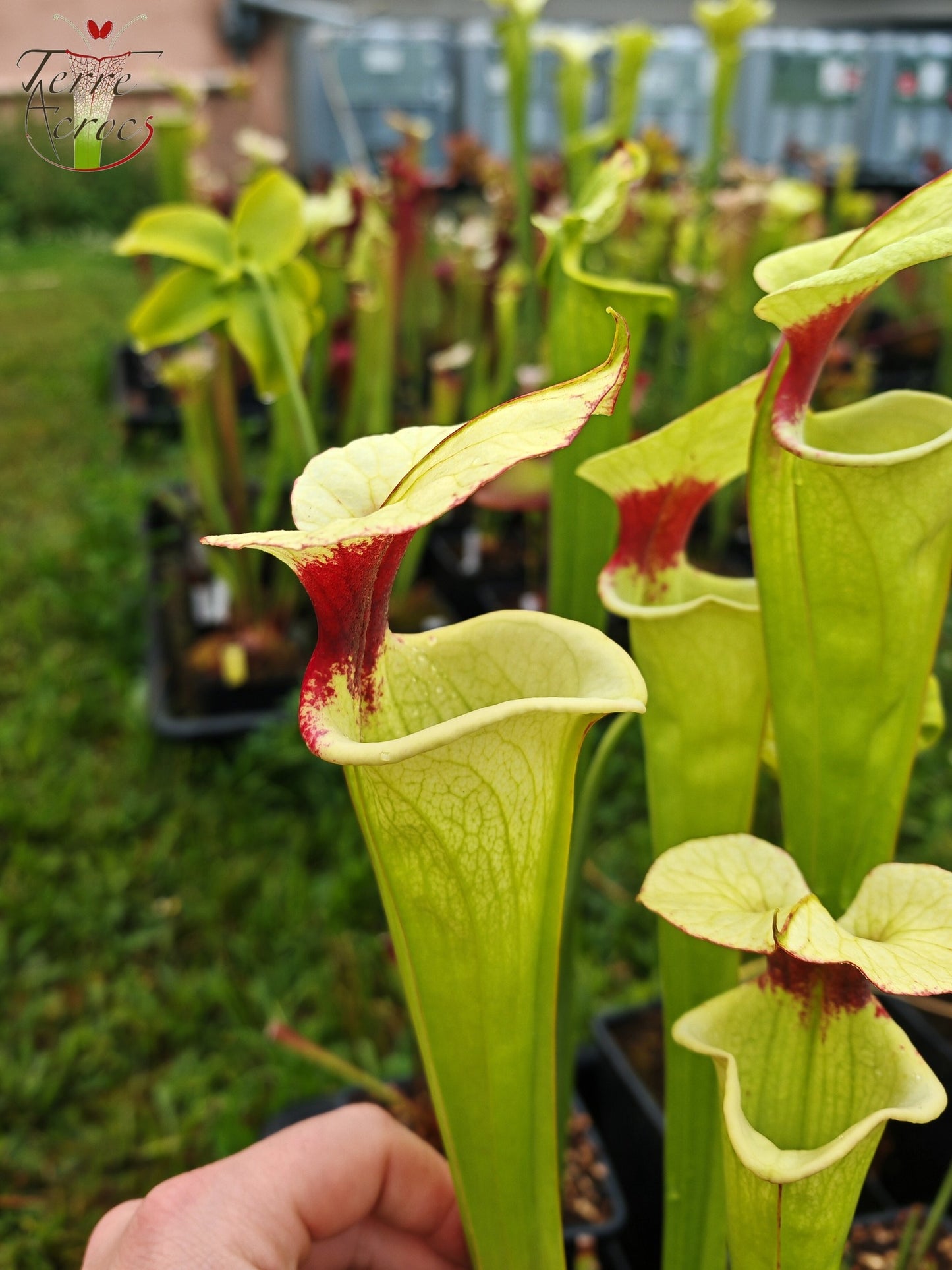 SXM19 Sarracenia x moorei -- "Leah Wilkerson F2" (Laurent Cosnefroy's clone) (H316, MK)
