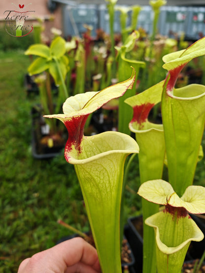 SXM19 Sarracenia x moorei -- "Leah Wilkerson F2" (Laurent Cosnefroy's clone) (H316, MK)