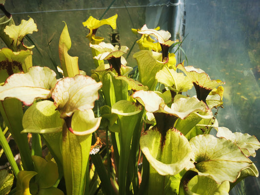 SXM19 Sarracenia x moorei -- "Leah Wilkerson F2" (Laurent Cosnefroy's clone) (H316, MK)