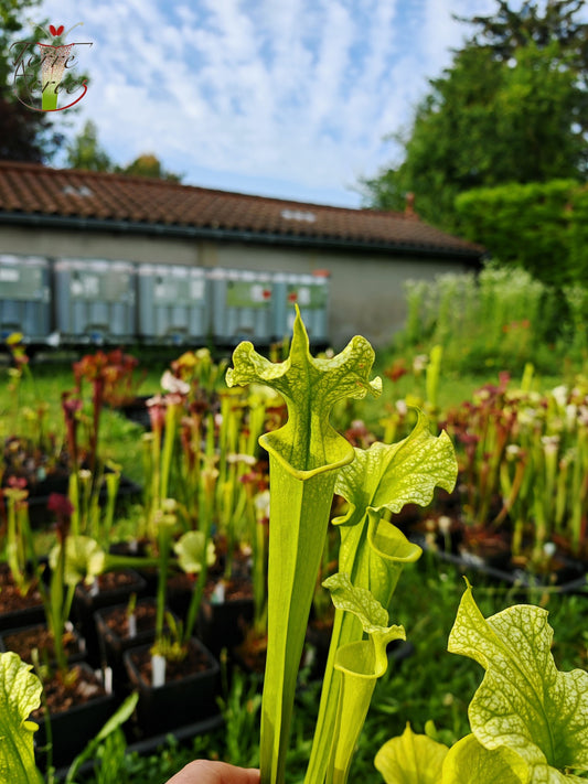 SXM20 Sarracenia x moorei -- -- (flava f. viridescens -- anthocyanin-free, near Shallotte, Brunswick Co., North Carolina (SFX31, CA) x leucophylla f. viridescens -- Green, anthocyanin free Bill Scholl (SL48, CA ))