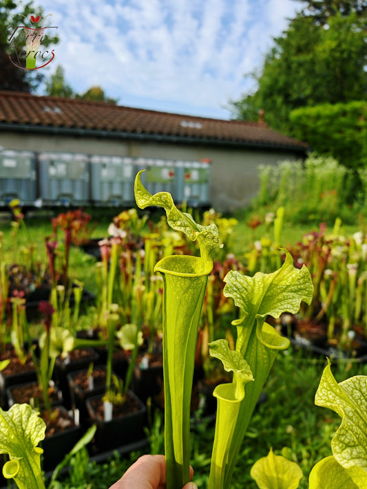 SXM20 Sarracenia x moorei -- -- (flava f. viridescens -- anthocyanin-free, near Shallotte, Brunswick Co., North Carolina (SFX31, CA) x leucophylla f. viridescens -- Green, anthocyanin free Bill Scholl (SL48, CA ))