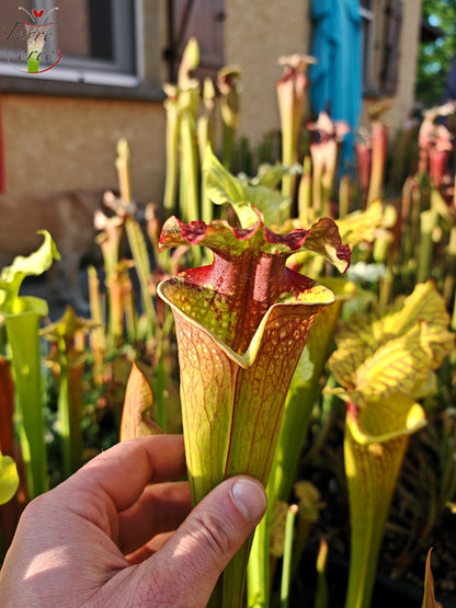 SXM21 Sarracenia x moorei – „Grosse Tâche“
