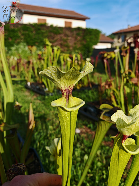 SXM23a Sarracenia x moorei -- 'Shakra du Coeur'