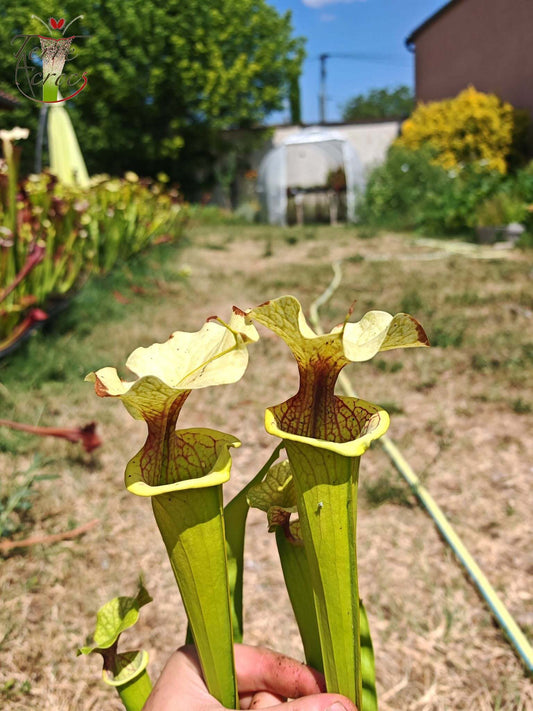 SXM23a Sarracenia x moorei -- 'Shakra du Coeur'