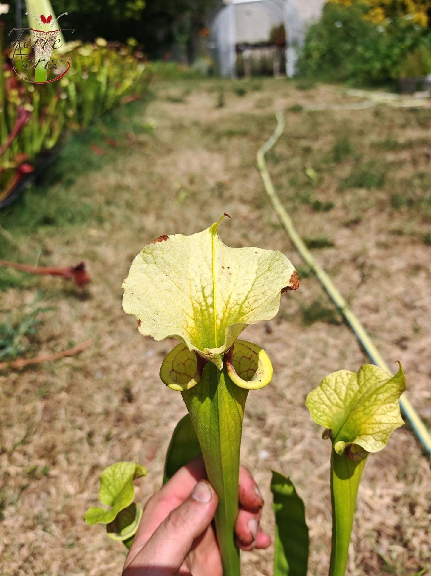 SXM23a Sarracenia x moorei -- 'Shakra du Coeur'