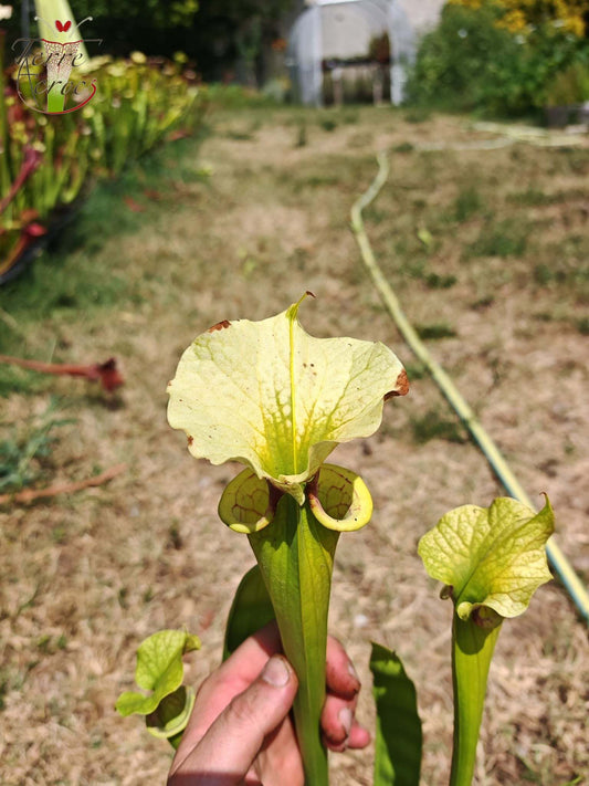 SXM23a Sarracenia x moorei -- 'Shakra du Coeur'