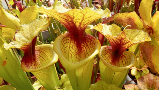 Graines Sarracenia 2025 (SXM23b x OP)