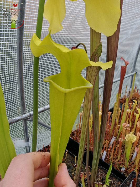 SXM23b Sarracenia x moorei -- 'Dunes'