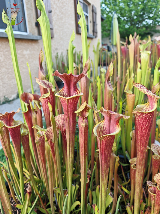 SXM24 Sarracenia x moorei -- "Litchi"