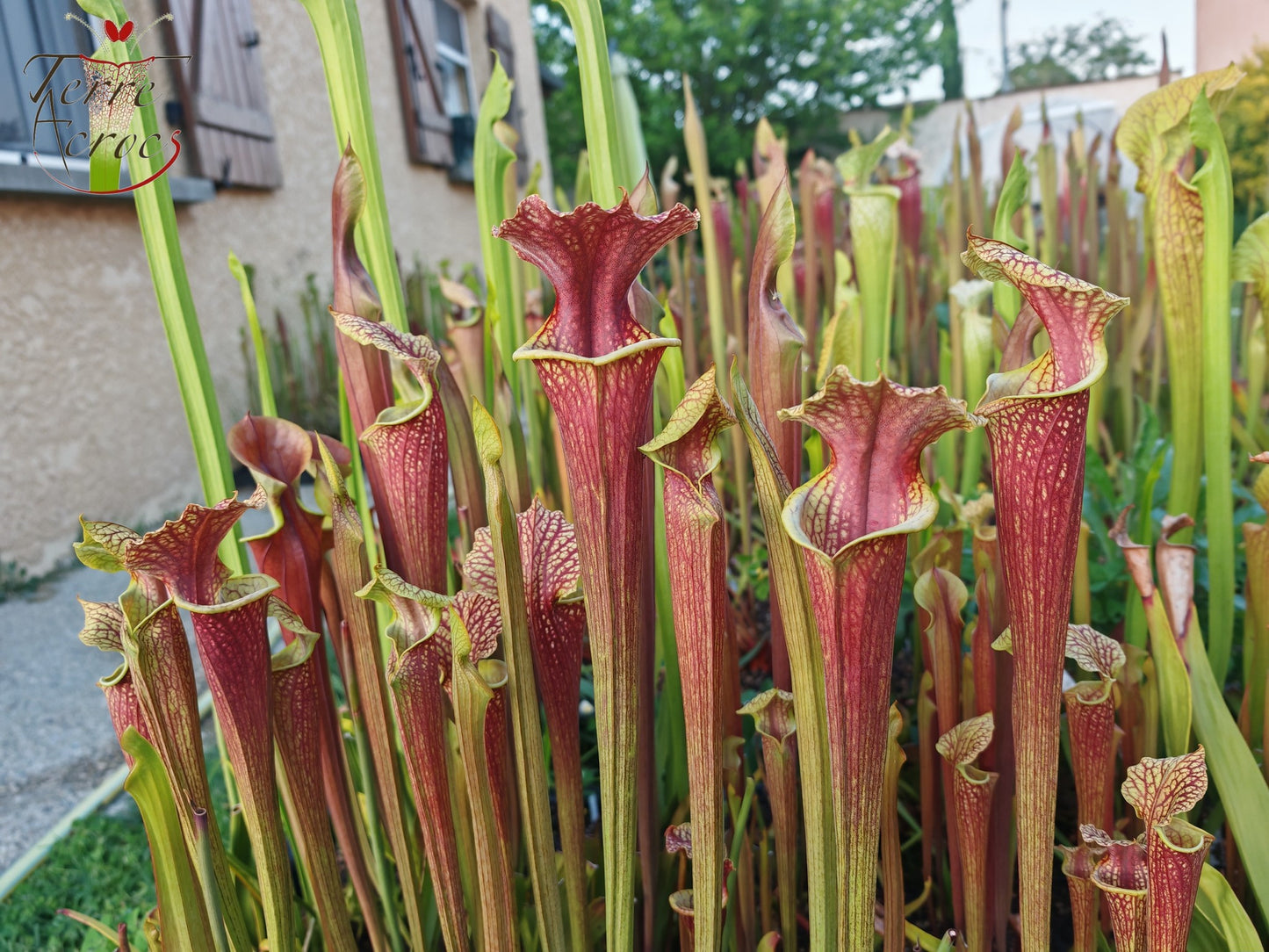 SXM24 Sarracenia x moorei -- "Litchi"