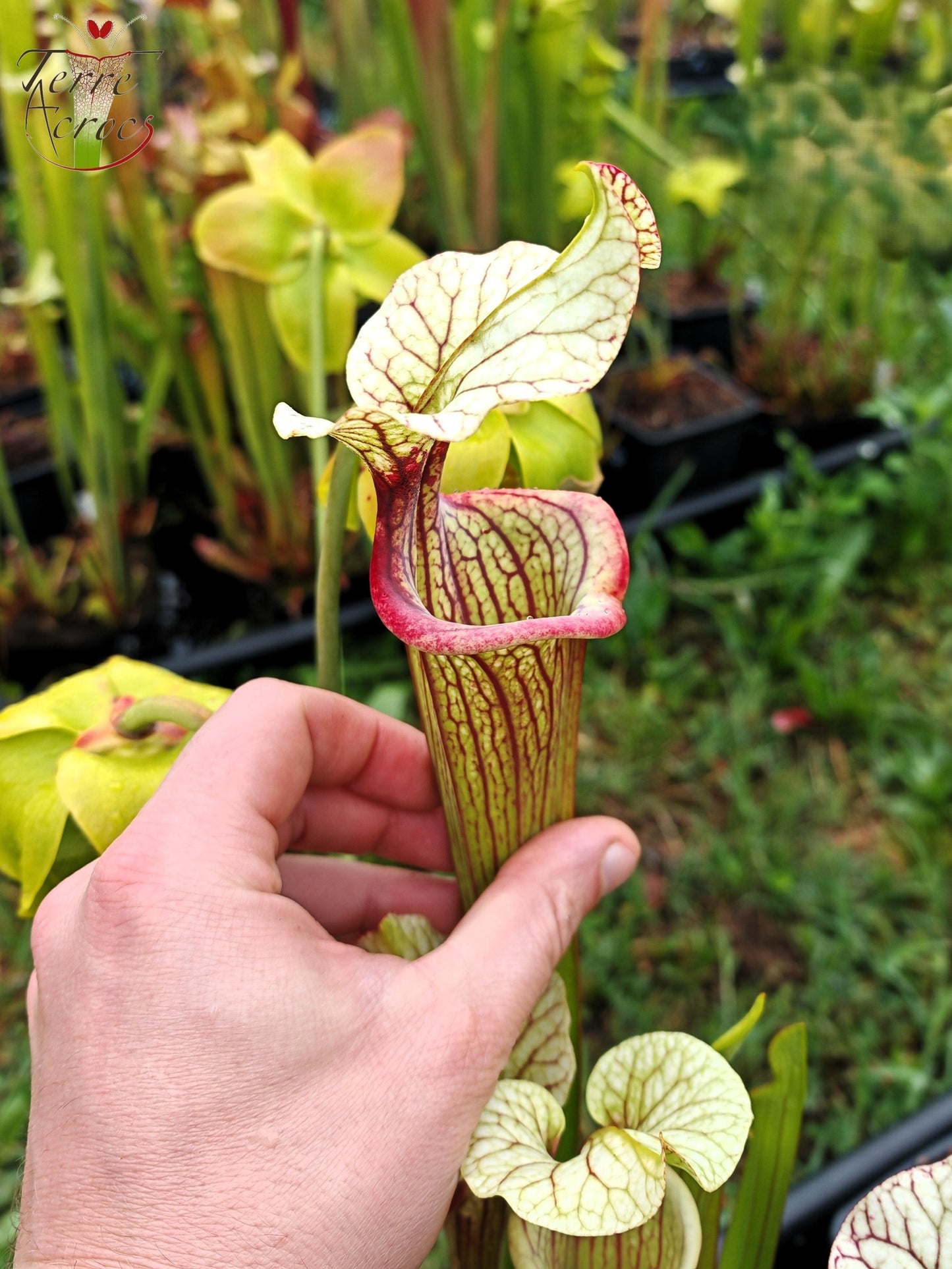 SXM25a Sarracenia x moorei – „Inspiration“ (HA19A, MSrba)