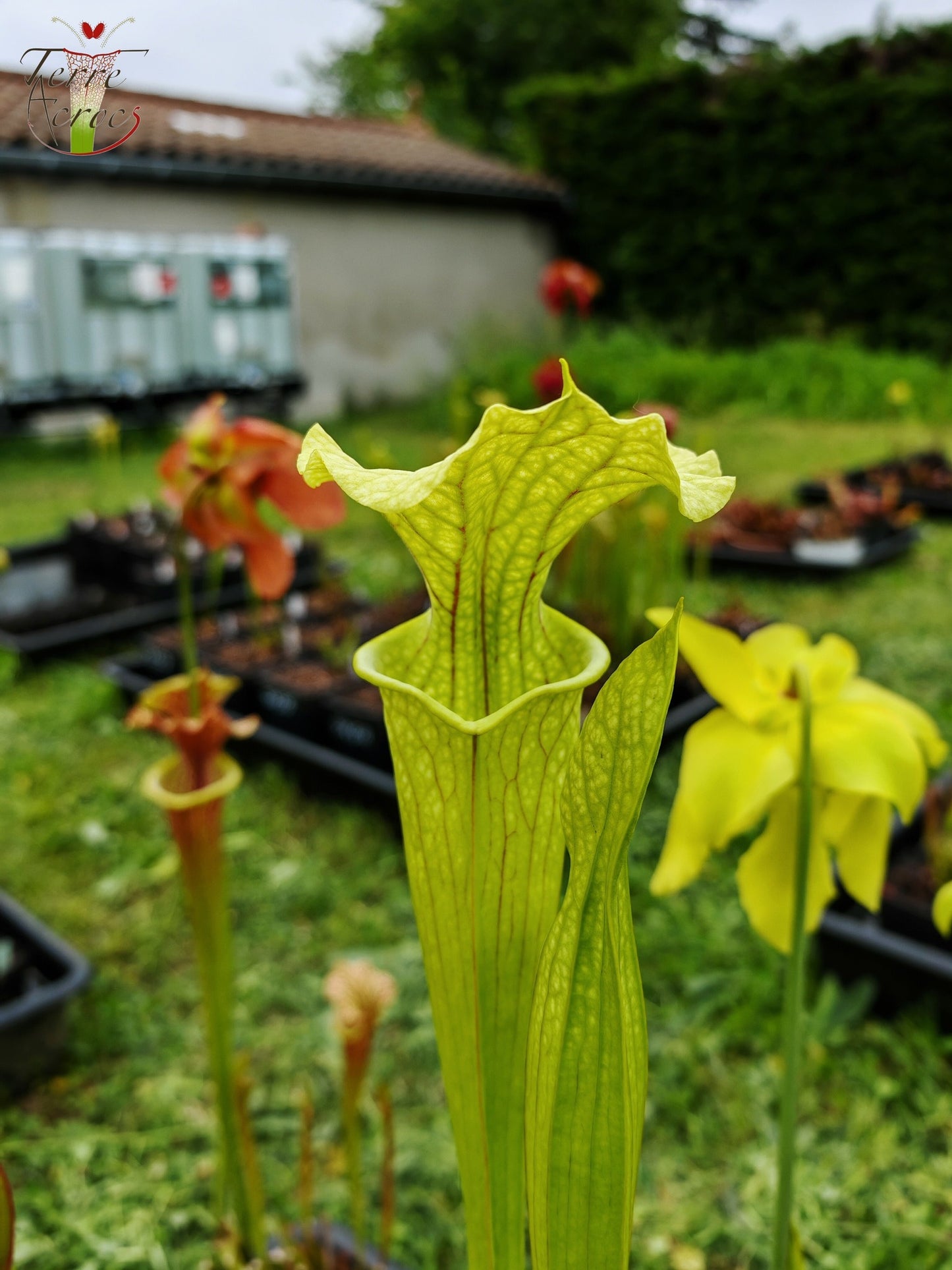 SXM26 Sarracenia x moorei -- ‘Leviathan’ (H393, MK)