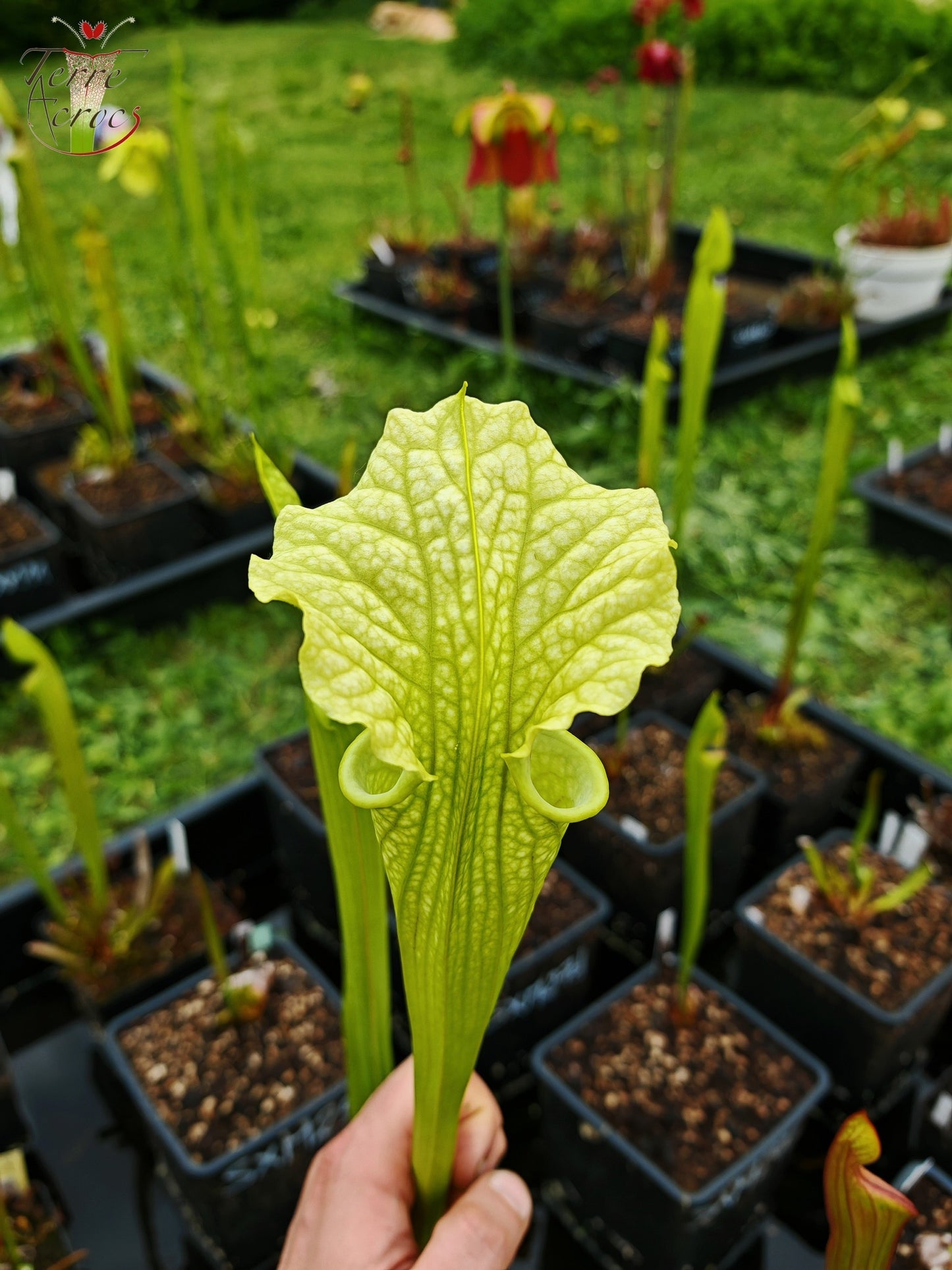 SXM26 Sarracenia x moorei -- ‘Leviathan’ (H393, MK)
