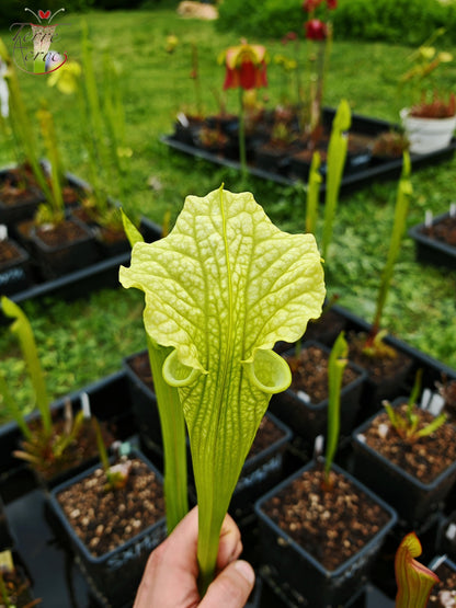 SXM26 Sarracenia x moorei -- ‘Leviathan’ (H393, MK)