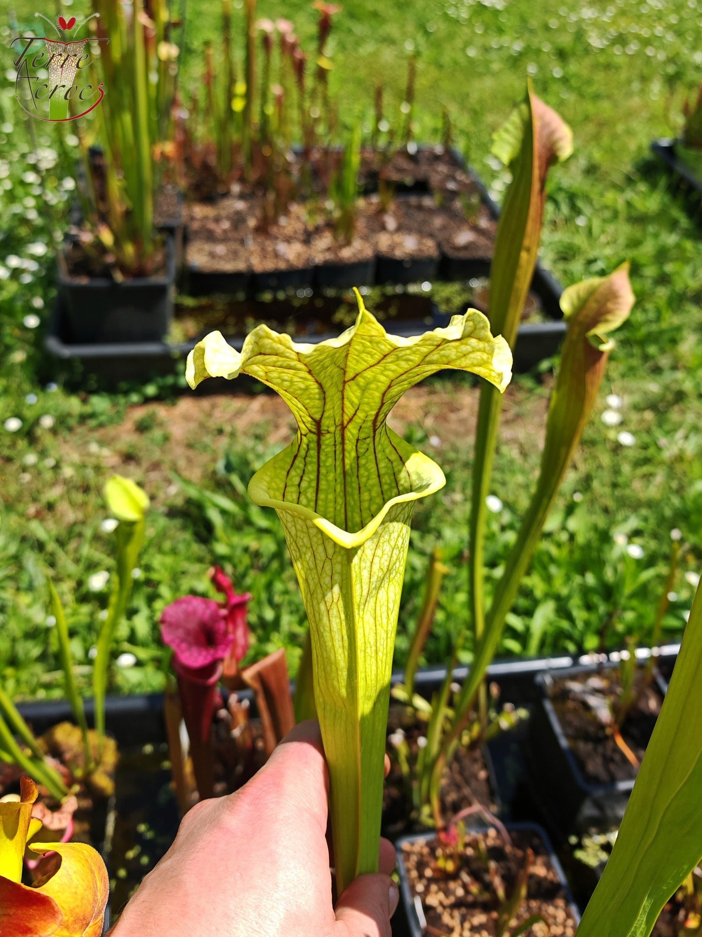 SXM26 Sarracenia x moorei -- ‘Leviathan’ (H393, MK)