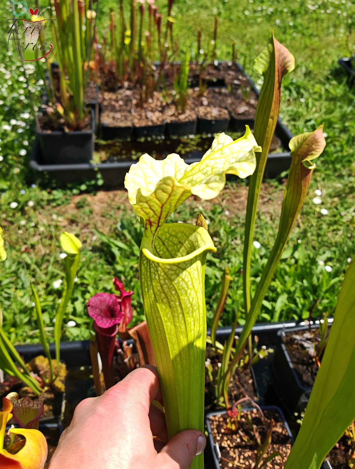 SXM26 Sarracenia x moorei -- ‘Leviathan’ (H393, MK)
