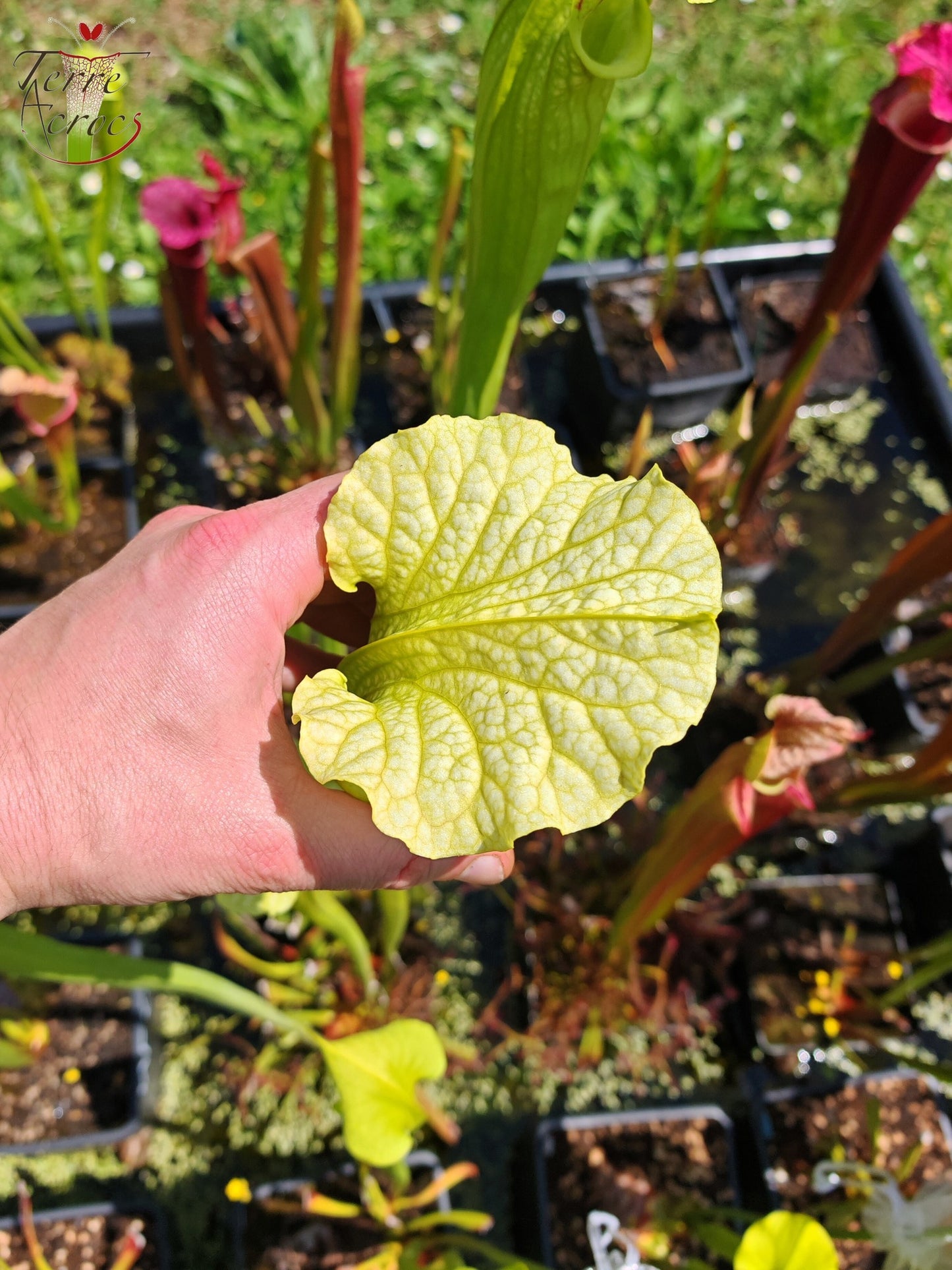 SXM26 Sarracenia x moorei -- ‘Leviathan’ (H393, MK)