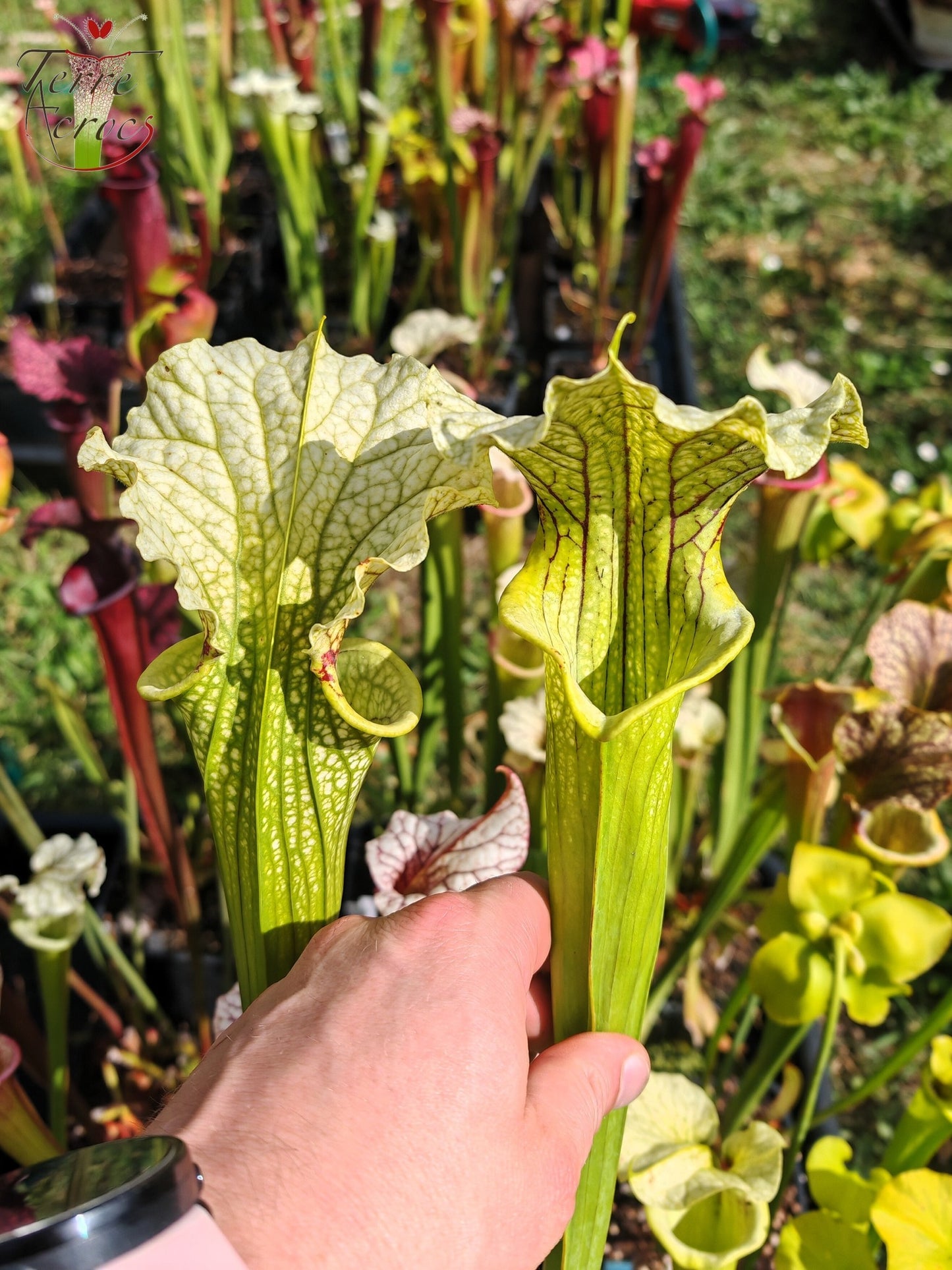 SXM26 Sarracenia x moorei -- ‘Leviathan’ (H393, MK)