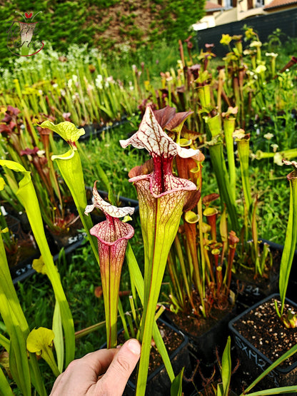 SXM27a Sarracenia x moorei – „Atlas 5“