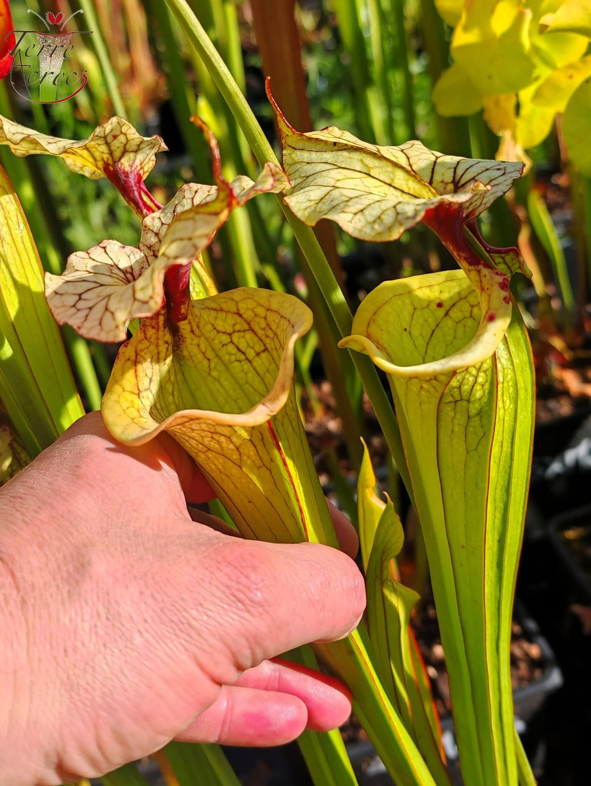 SXM27b Sarracenia x moorei -- (‘Leah Wilkerson’ x 'Adrian Slack’)