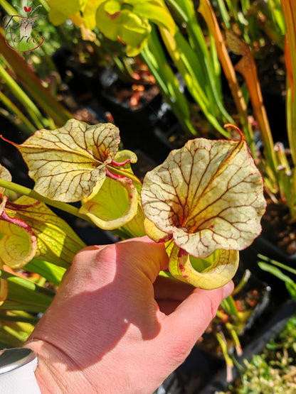 SXM27b Sarracenia x moorei -- (‘Leah Wilkerson’ x 'Adrian Slack’)