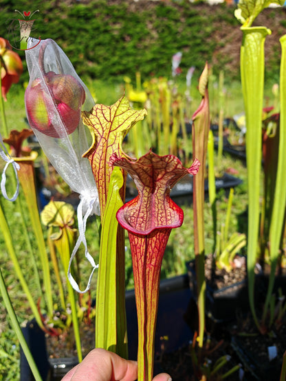 SXM28a Sarracenia x moorei -- 'Saurus'