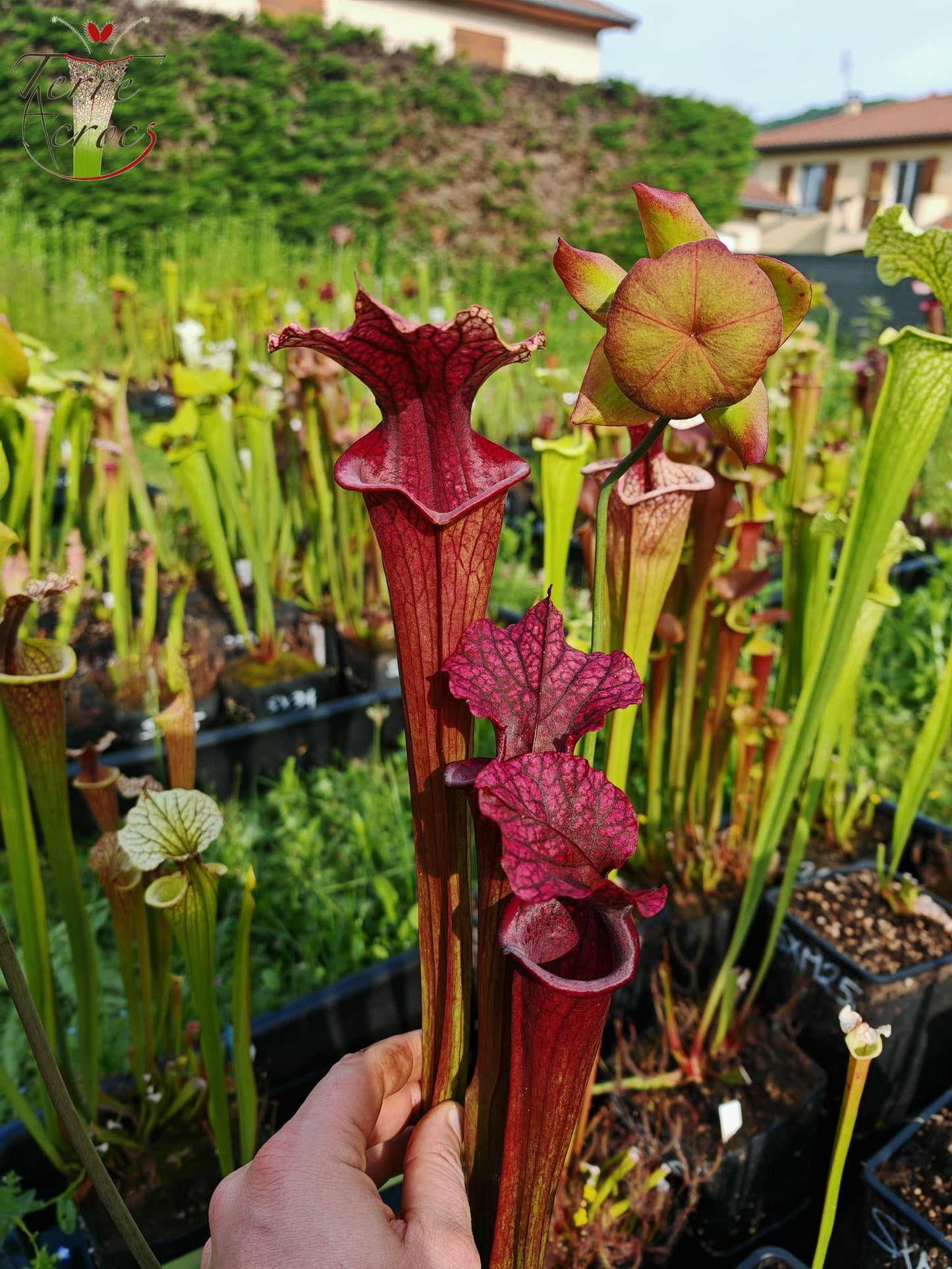SXM28a Sarracenia x moorei -- 'Saurus'