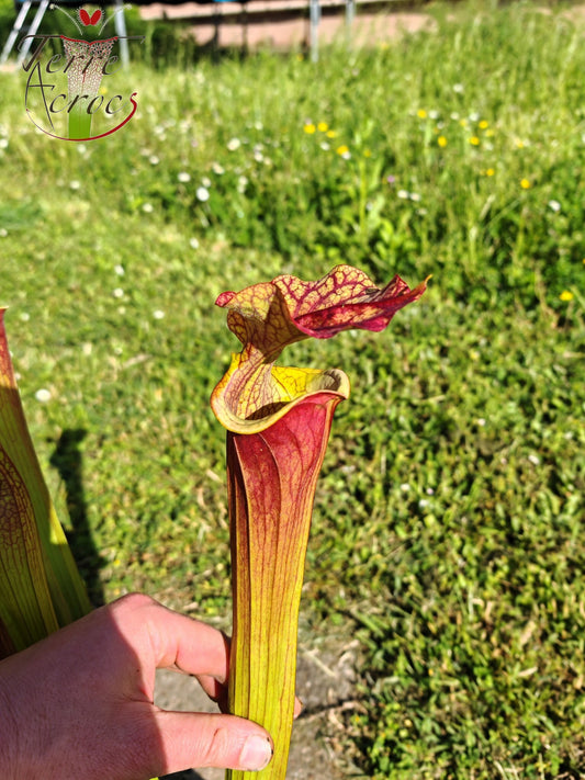 SXM29U13 Sarracenia x moorei (S. leucophylla x S. flava var. atropurpurea -- All Red)