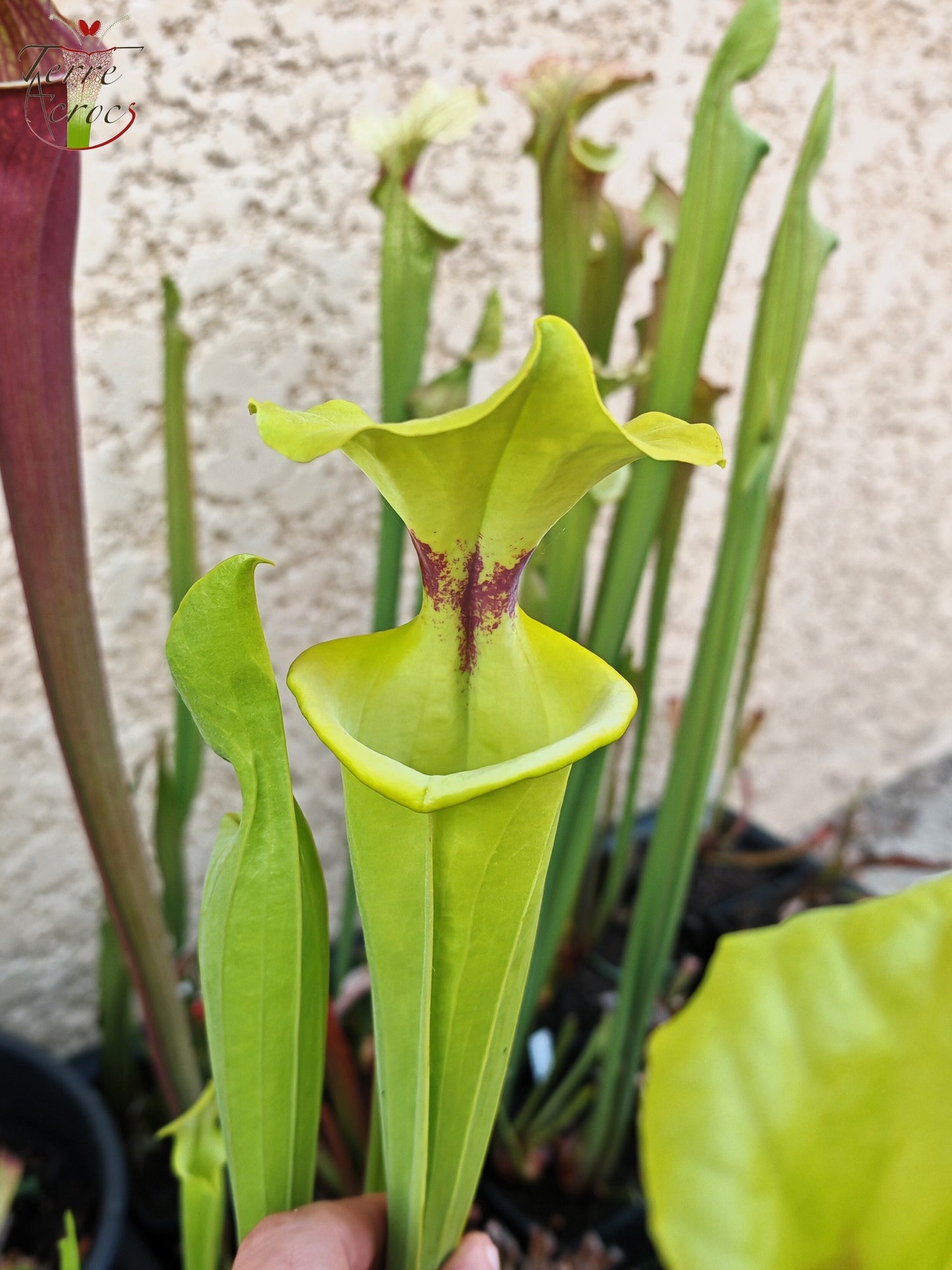 SXM32 Sarracenia x moorei – „Green Frog“