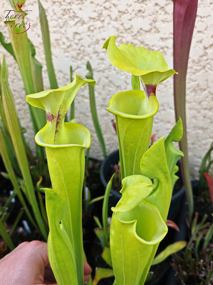 SXM32 Sarracenia x moorei – „Green Frog“