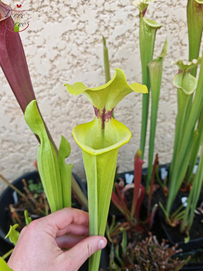 SXM32 Sarracenia x moorei – „Green Frog“