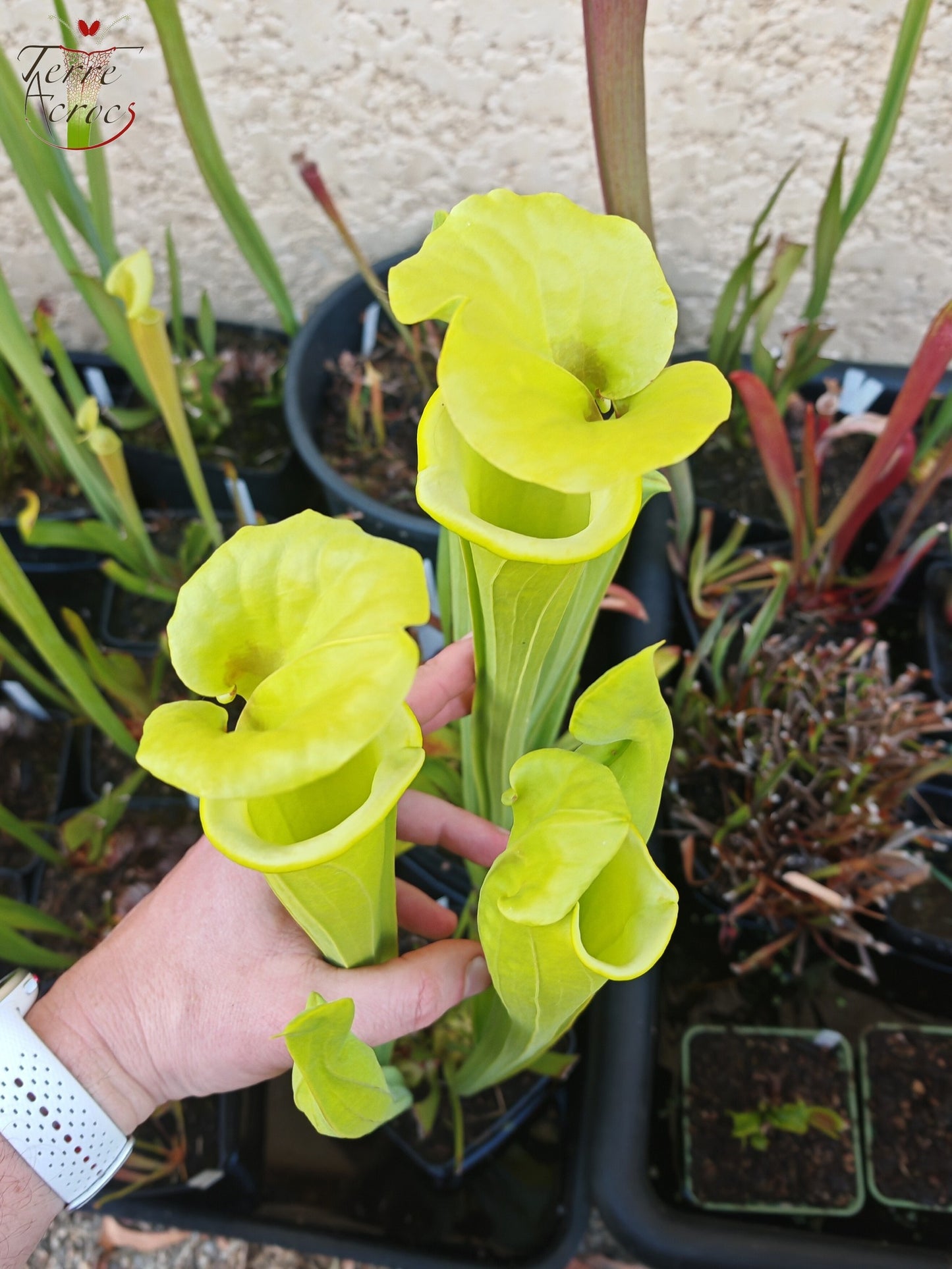 SXM32 Sarracenia x moorei – „Green Frog“