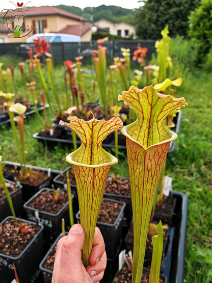 SXM35 Sarracenia x moorei -- "Gentleman"