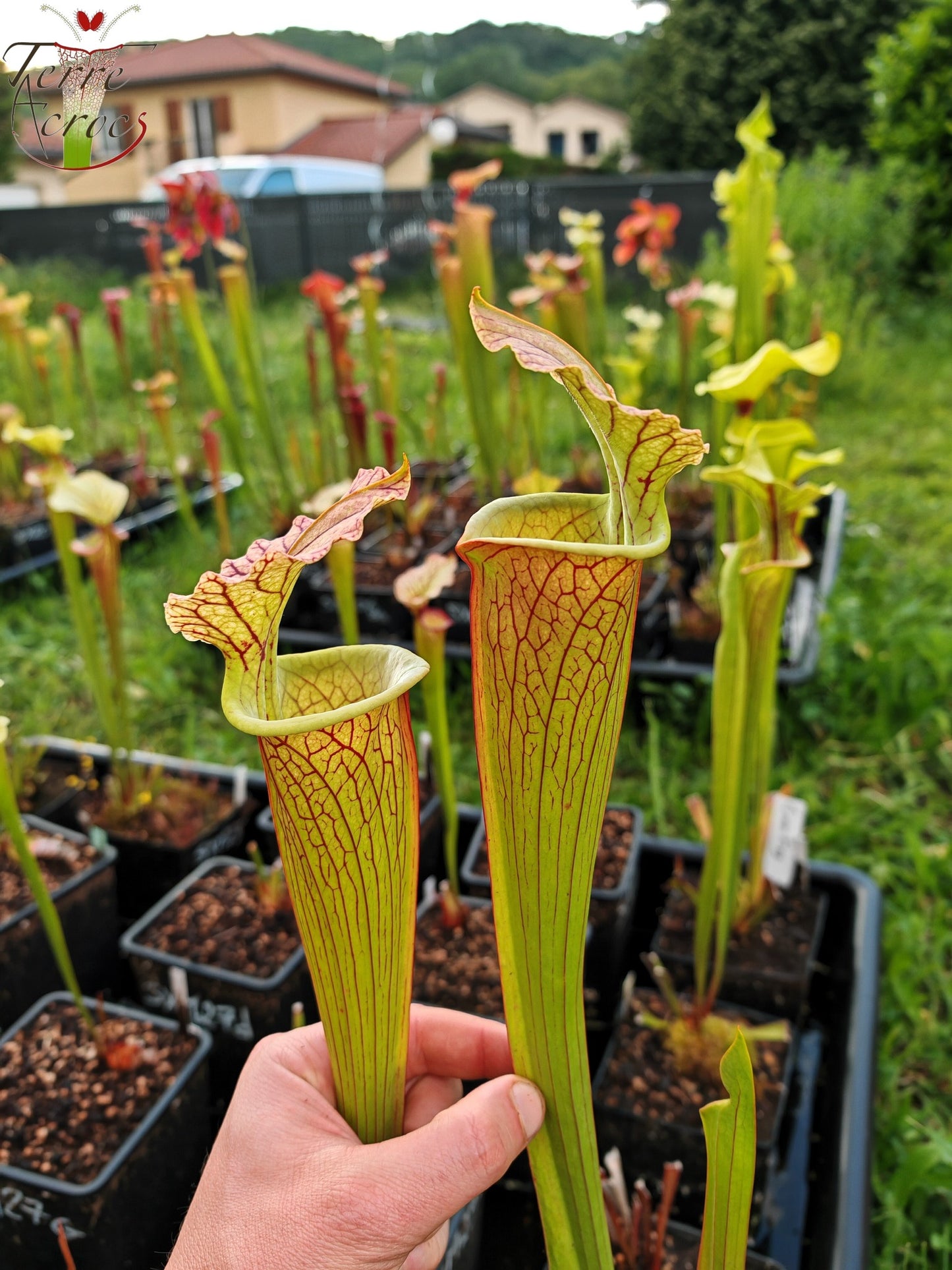 SXM35 Sarracenia x moorei -- "Gentleman"