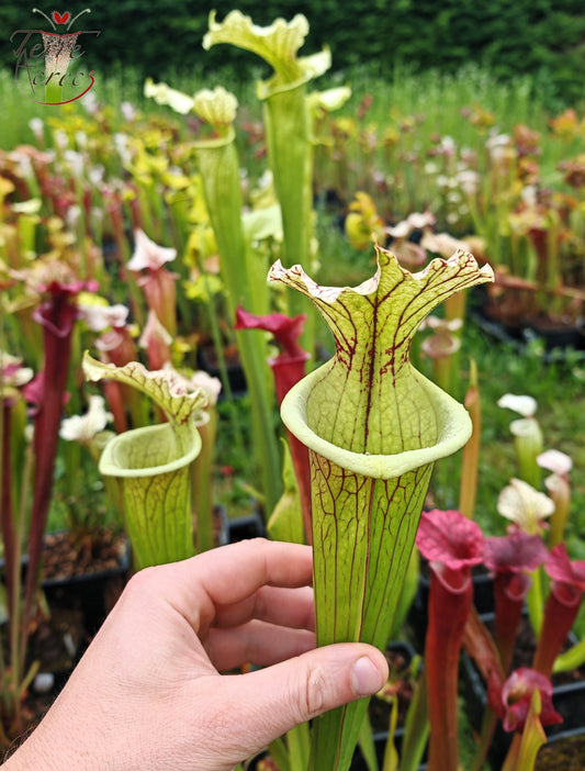 SXM35 Sarracenia x moorei -- "Gentleman"