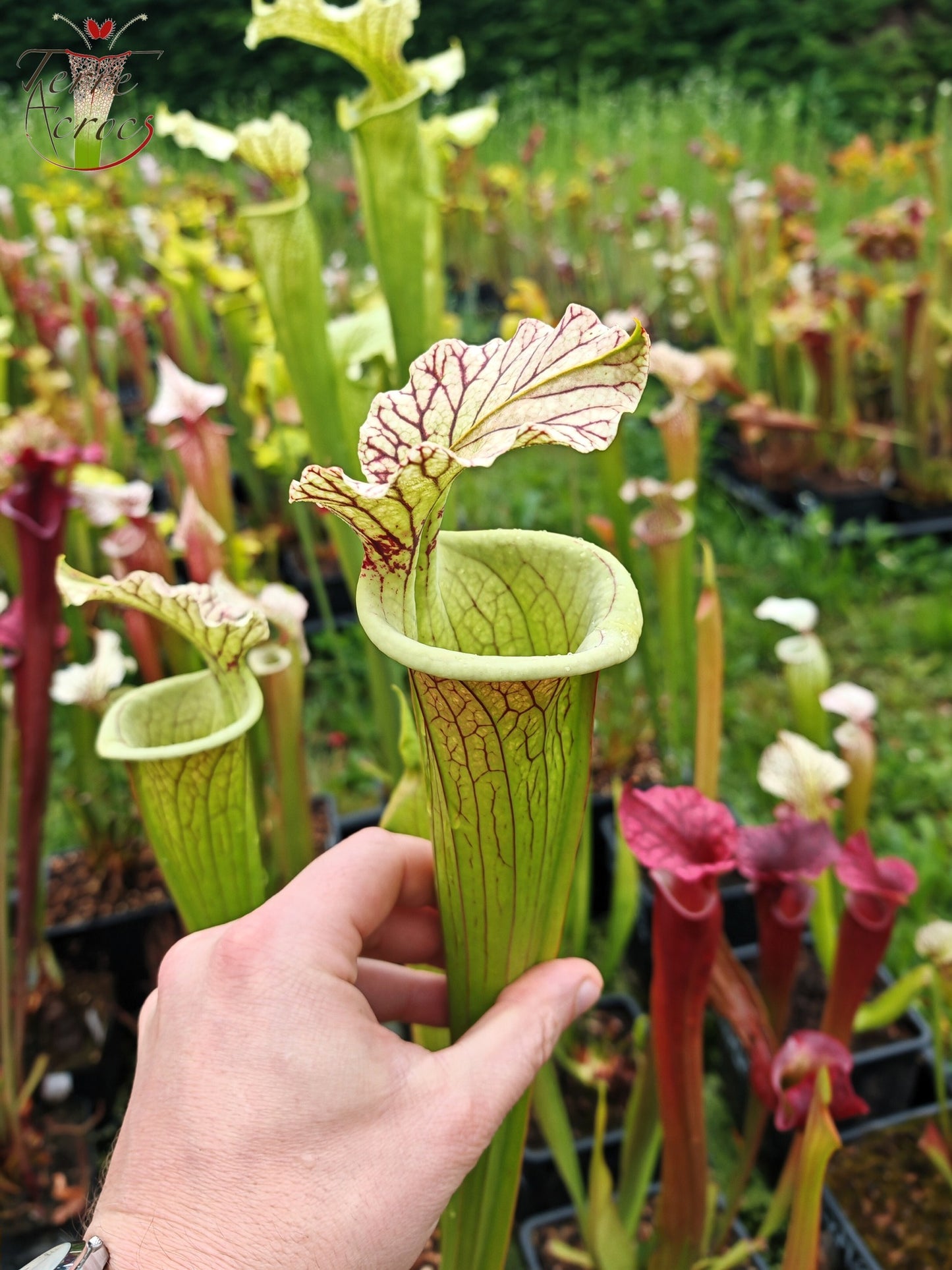 SXM35 Sarracenia x moorei -- "Gentleman"
