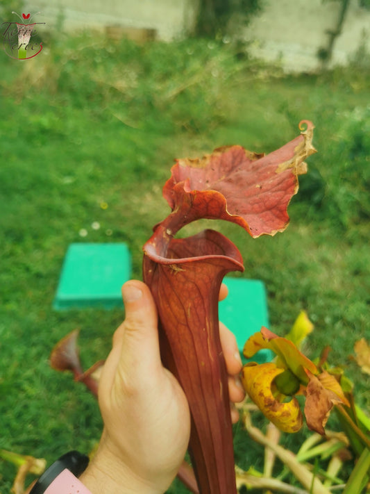 SXM37 Sarracenia x moorei -- “Red Anilina”