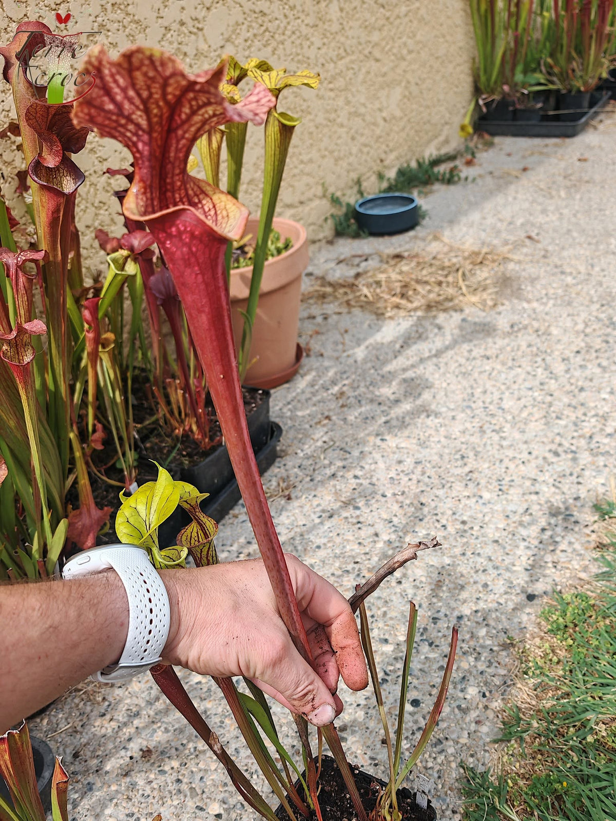 SXM37 Sarracenia x moorei -- “Red Anilina”