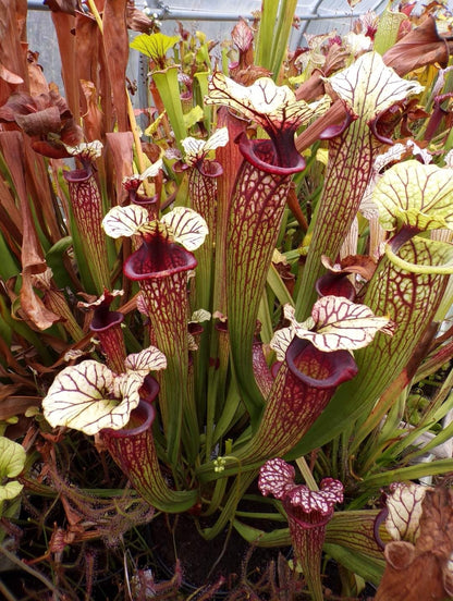 SXM38 Sarracenia x moorei -- ('Saurus' x 'Saurus')