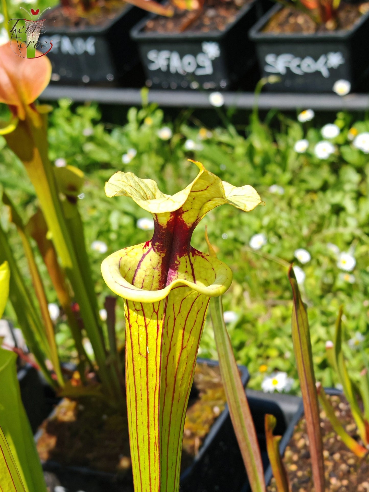 SXM38 Sarracenia x moorei -- ('Saurus' x 'Saurus')