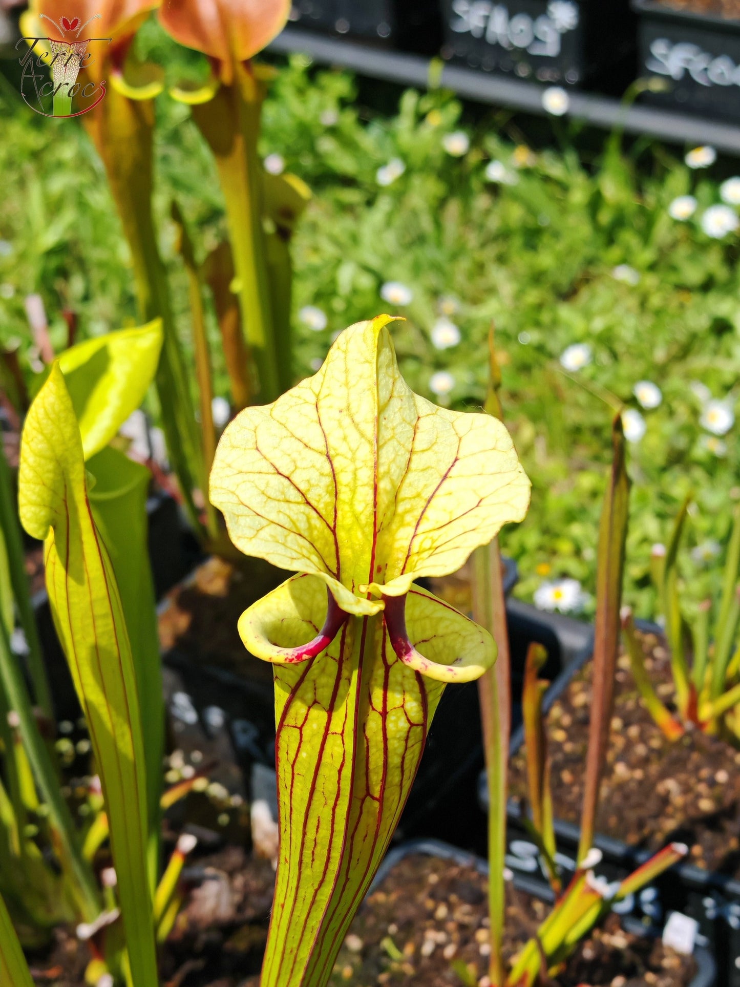 SXM38 Sarracenia x moorei -- ('Saurus' x 'Saurus')