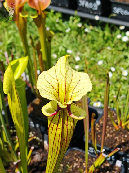 SXM38 Sarracenia x moorei -- ('Saurus' x 'Saurus')