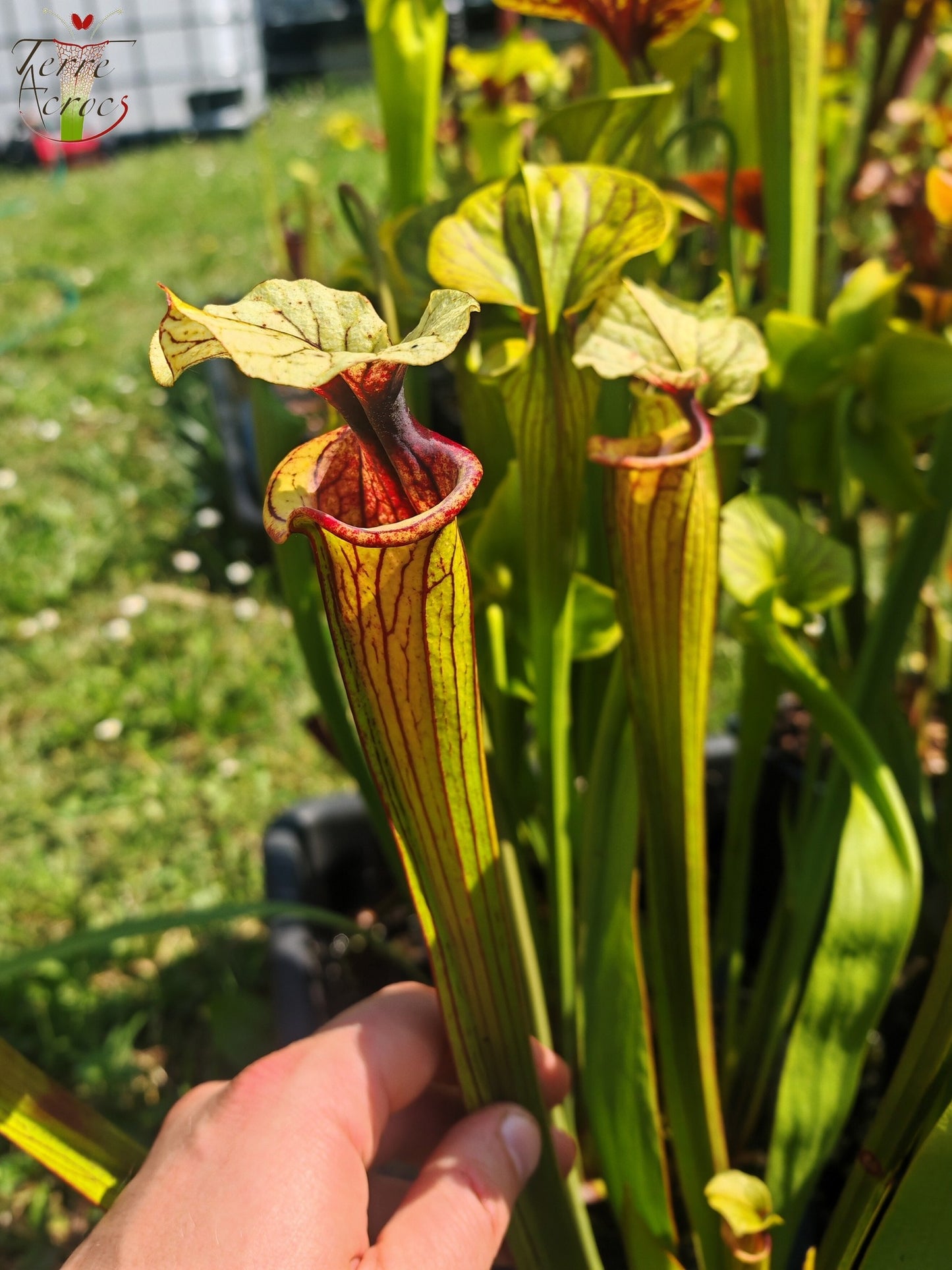 SXM38 Sarracenia x moorei -- ('Saurus' x 'Saurus')