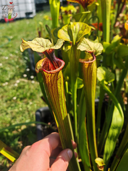 SXM38 Sarracenia x moorei -- ('Saurus' x 'Saurus')