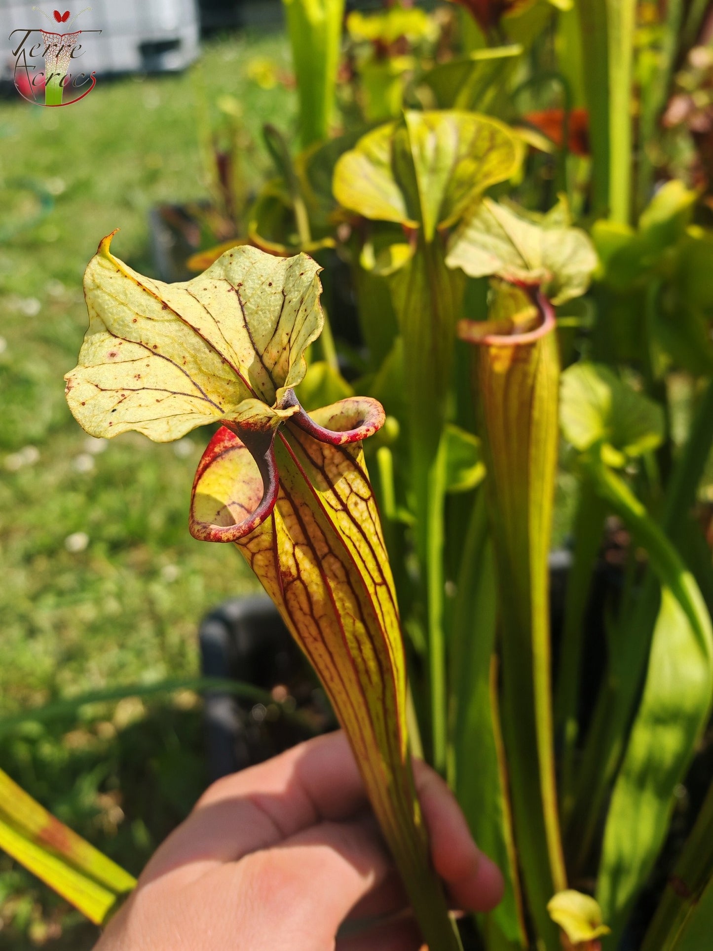 SXM38 Sarracenia x moorei -- ('Saurus' x 'Saurus')