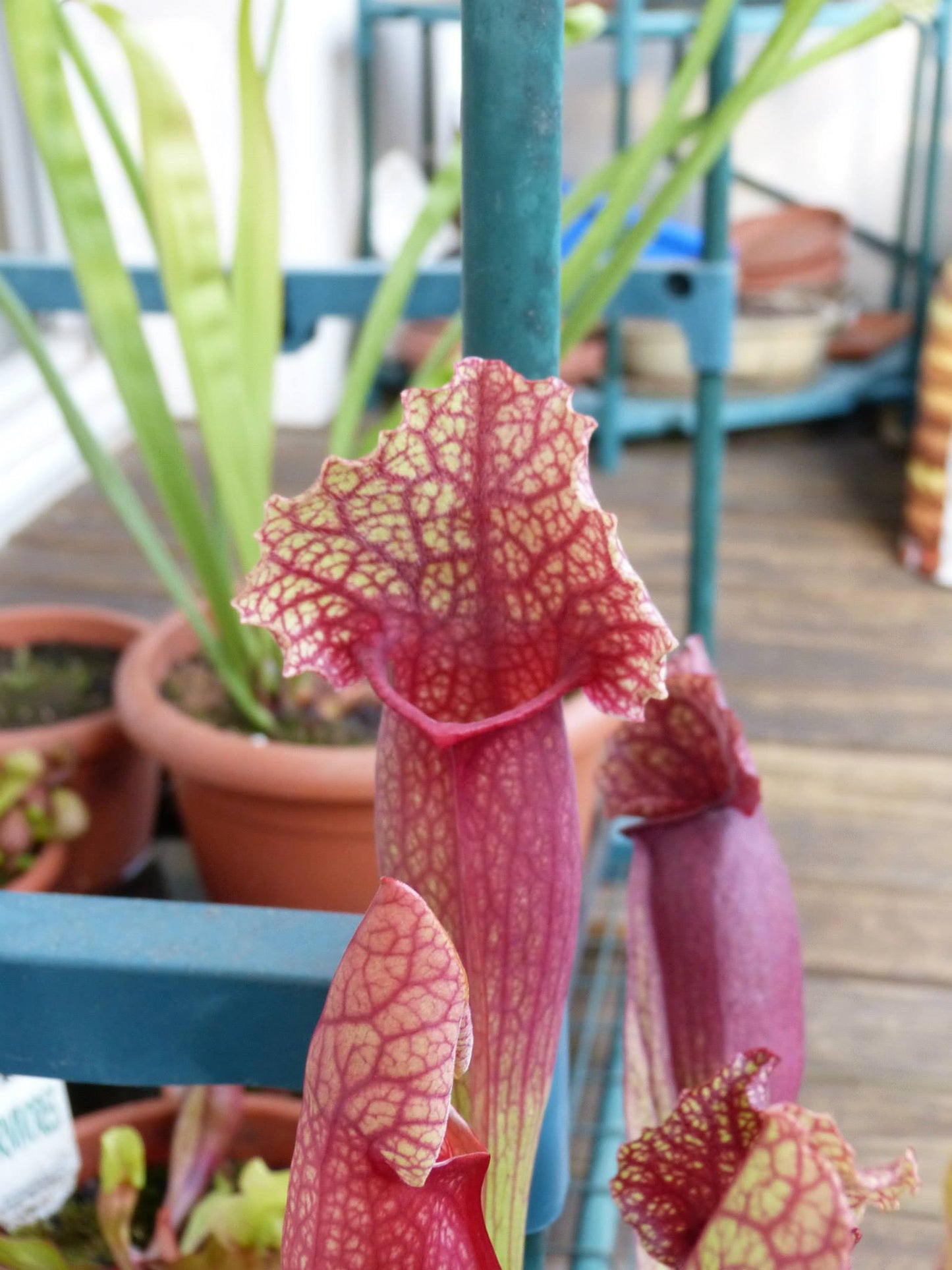 SXMI01 Sarracenia x mitchelliana